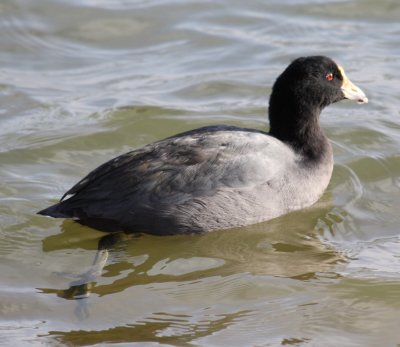 IMG_0101 Am Coot.JPG