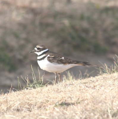 IMG_0085 Killdeer.JPG