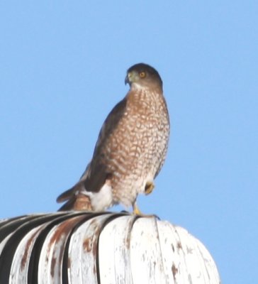 Coopers Hawk 0415a