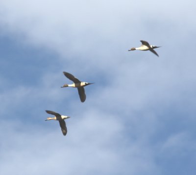 Northern Pintails 0446a
