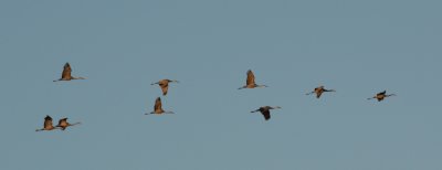 Sandhill Cranes 0540a