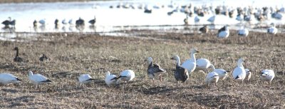 Geese 0505a