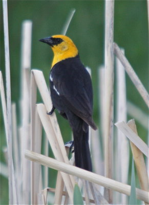 0575 Yellow-headed Blackbird