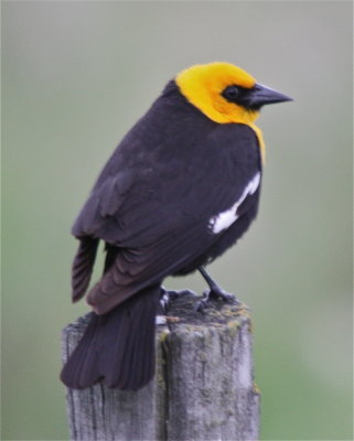 0079 Yellow-headed Blackbird