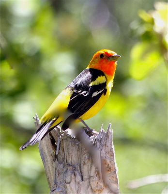 0420 Western Tanager
