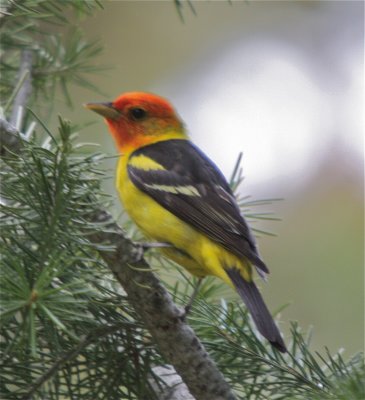 9989 Western Tanager