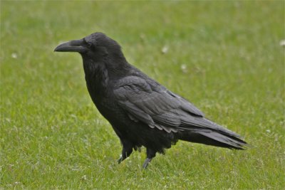 1661 Raven