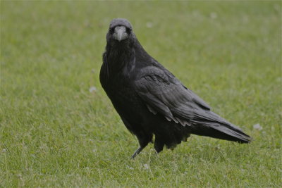 1664 Raven
