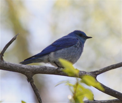 9763 Mountain Bluebird