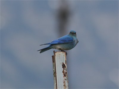 9877 Mountain Bluebird