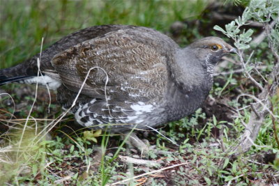 9387 Blue Grouse (f)