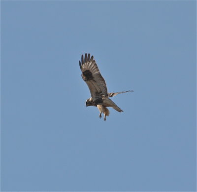 7924 Rough-legged Hawk