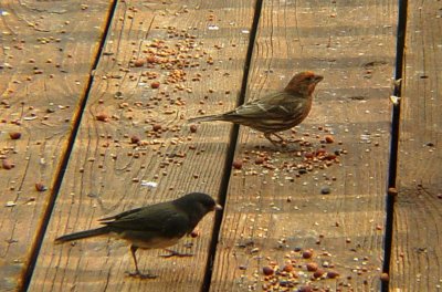 0166 House Finch orange-yellow.JPG