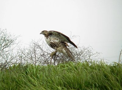 0199 Red -tailed Hawk at pits.JPG