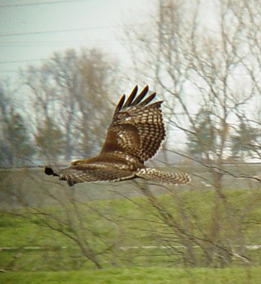 0200 Red-tailed Hawk at pits.JPG
