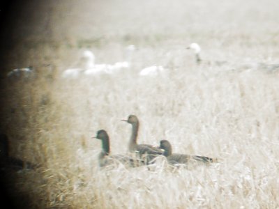 0268 Greater White Fronted Geese.JPG