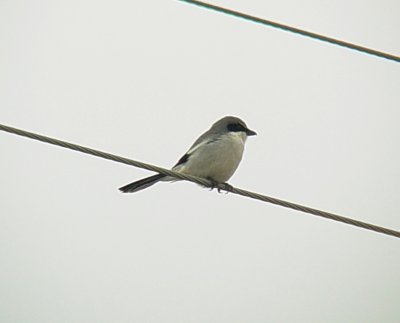 0296 Loggerhead Shrike.JPG