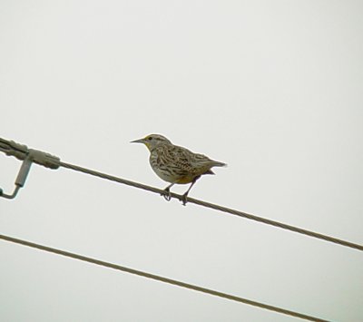 0287 E. Meadowlark.JPG