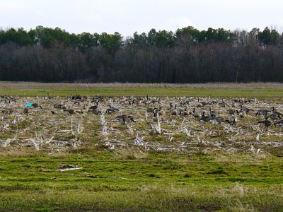 0350 Canada Geese in the Corn Stubble.JPG