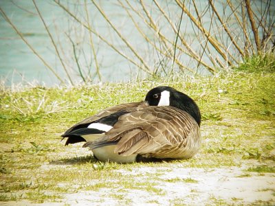 597 Sleeping Canada Goose