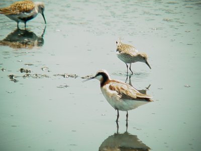 117-01779 Shorebirds.JPG