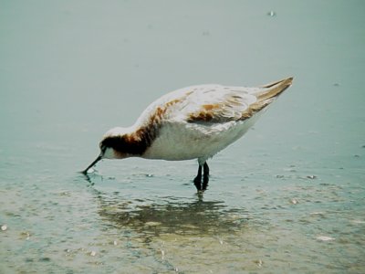 117-01781 Wilsons Phalarope.JPG