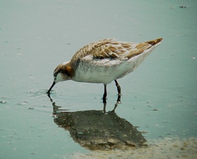 117-01796 Wilsons Phalarope M.JPG