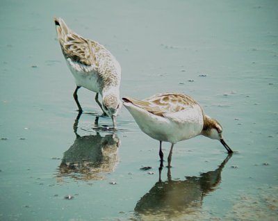 117-01798 Wilson Phalaropes.JPG