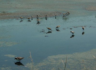 117-01800 Gathering of Shorebirds.JPG