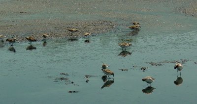 117-01801 More Shorebirds.JPG