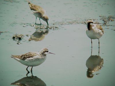 117-01810 Pair of Phalaropes.JPG