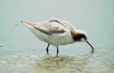 117-01811 Wilsons Phalarope F.JPG