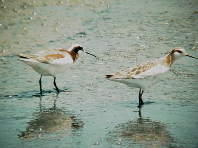 117-01817 Phalarope Pair.JPG