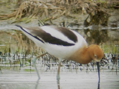 118-01940 Am Avocet.JPG