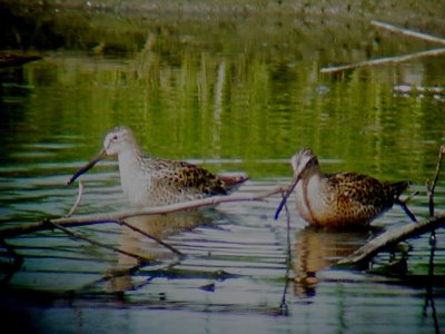 119-02083 Dowitchers.JPG