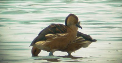 121-02305 Fulvous Whistling-Duck.JPG