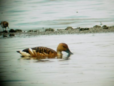 121-02316 Fulvous Whistling-Duck.JPG