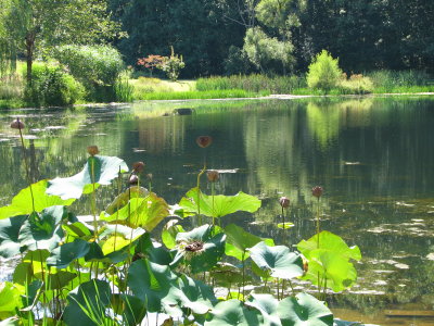 Meadowlark Bontanic Garden