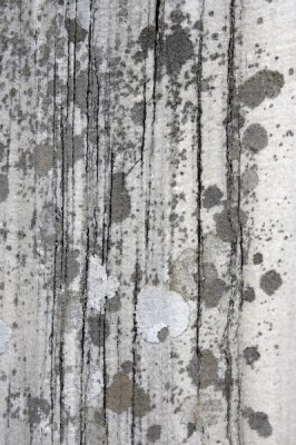 Lichen on marble column