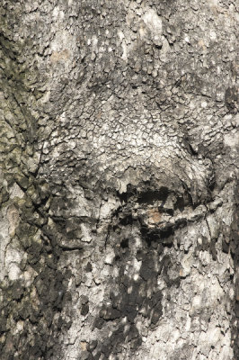 Bark