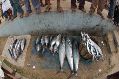Fish Auction, Kochi