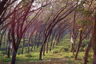 Rubber Trees, Kerala