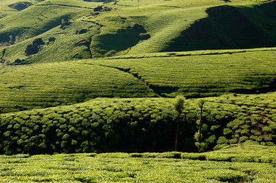 Rolling Tea Estate, Munnar