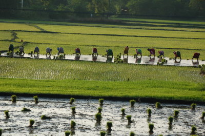 Planting rice, Tamil Nadu