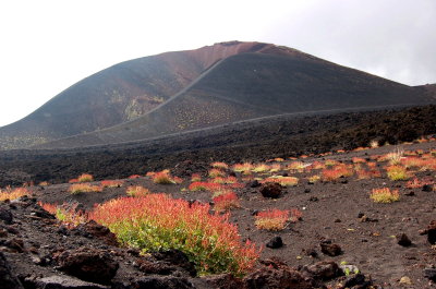 Mt. Etna Vegetation