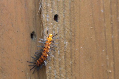 Caterpillar.jpg