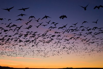 Bosque Del Apache in December 2008