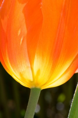 Tulip-11.jpg
