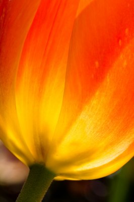 Tulip-12.jpg