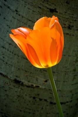 Tulip-13.jpg